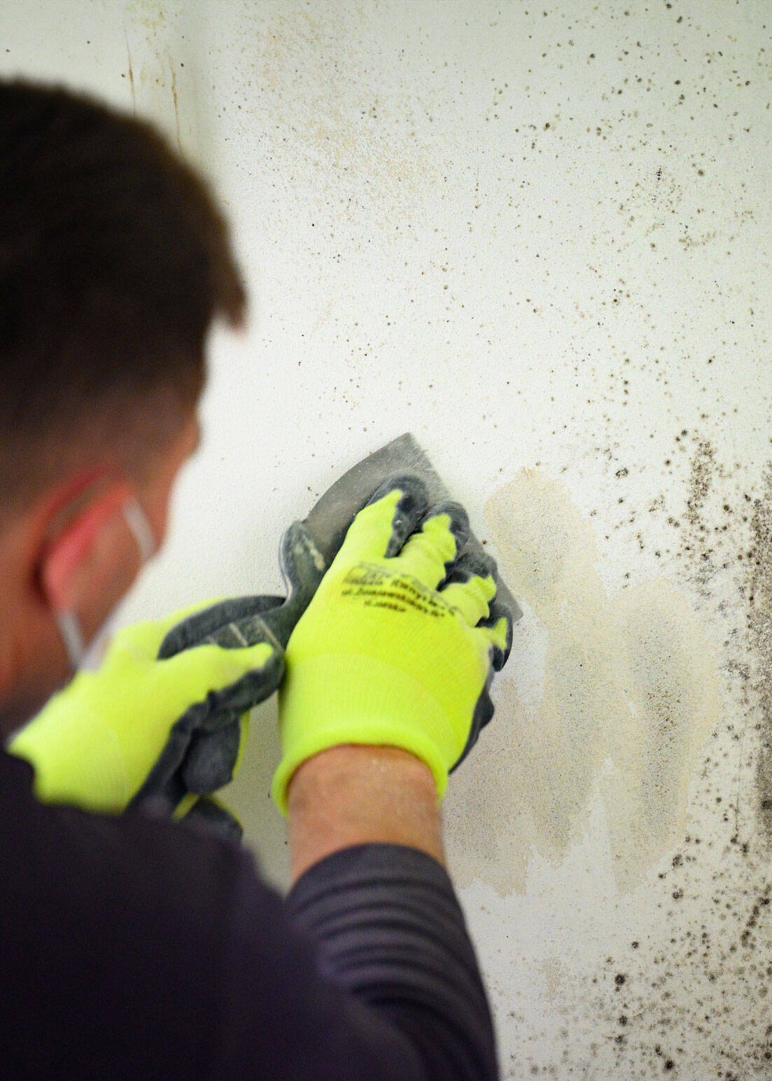 mold remediation